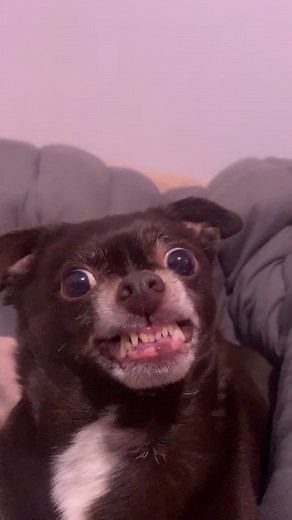 He’s A little Weird #crazy #chihuahua #Fyp #xzybca