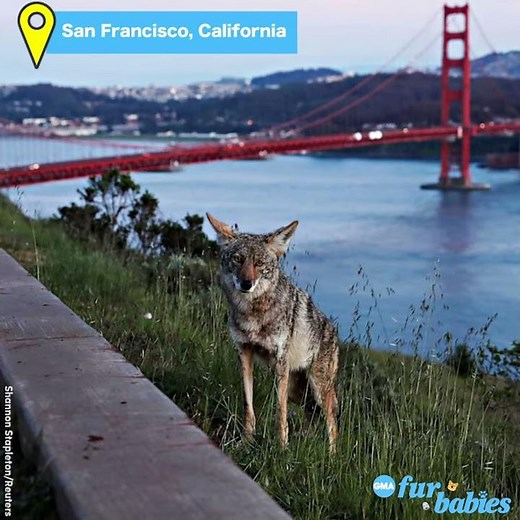 Wild animals are roaming the streets and reclaiming the world l GMA Digital