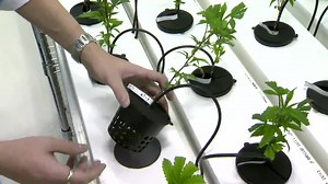 City of Winnipeg enacts new licence requirement for medical cannabis growers