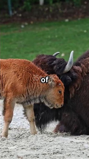 Bison Birth: A miracle in the wild!