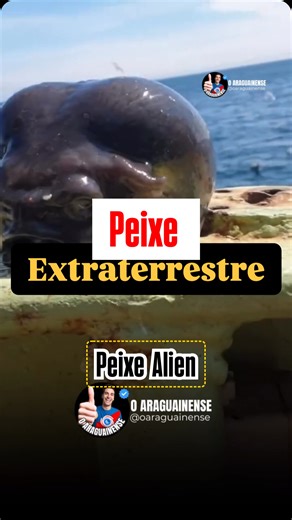 O ARAGUAINENSE on Instagram: "Peixe extraterrestre 👽 Um pescador russo surpreendeu internautas ao capturar um peixe com aparência “extraterrestre”. . Foi encontrado um animal da espécie Aptocyclus ventricosus, ou peixe-lapa liso, que possui uma aparência bulbosa e foi apelidado de “cabeça de alien”. . #oaraguainense #araguainatocantins #alien #misterio #curiosidade #peixe #videoviral #viralisa #viral"