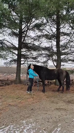 ✨️Sais-tu comment faire reculer ton cheval ?🐎 #equestrian #cavalier #equin #cheval #therapeute