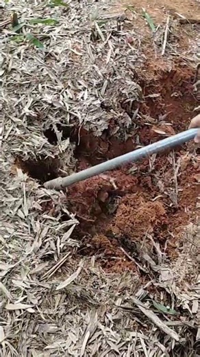 From Seed Starting to Success in the Field! 🌱✨