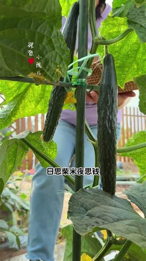 To minimize disease in your vegetable garden, you absolutely must use this vegetable protector