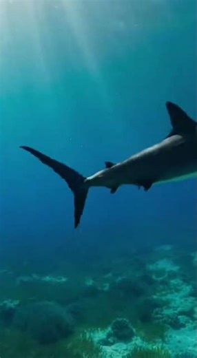 Swordfish vs Shark – The Deadliest Ocean Duel Ever!