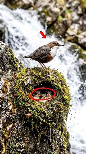 This Bird’s Nest Never Gets Wet 😳 #shorts