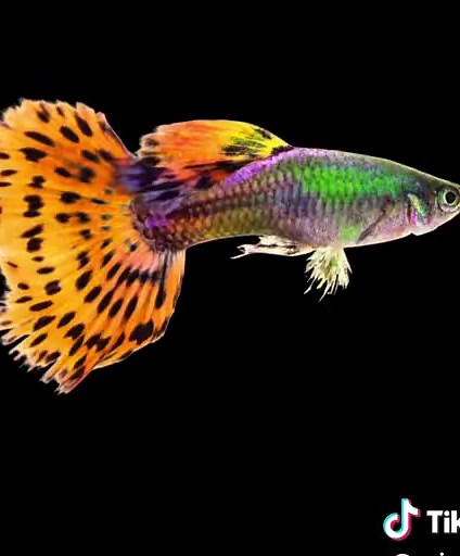 Guppy Care Guide: Easy Tips for Healthy, Colorful Guppies
