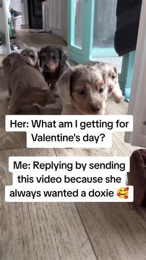 I promised to surprise my baby with a doxie for her valentines day gift 🎁 #longhaireddachshund #dappledachshund #dachshundsoftiktok #dachshundpuppy #dachshund