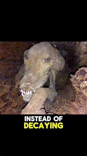 Accidentally Mummified Dog