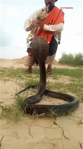 Why does a snake dance to the tune of a flute? #anmals #snake #trending #virlshort #shorts