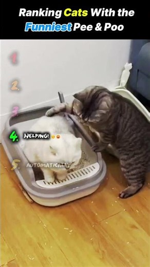 Ranking Cats With the Funniest Pee & Poo Problems 😂🐱💩 ⭐ #cats #funny #cat