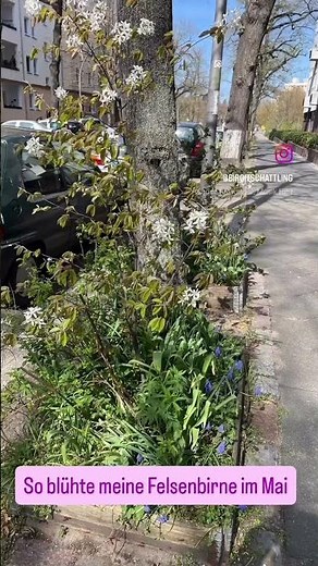 Felsenbirne trägt - sehr leckere Früchte