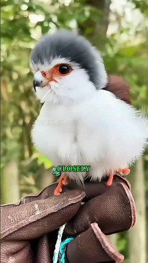 "African Pygmy Falcon" #PygmyFalcon #AfricanFalcon #WildlifeShorts #BirdFacts #shortsfeed