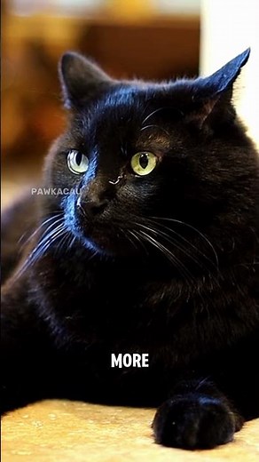 Why Is My Cat Meowing Nonstop? Understand the Signs‼️