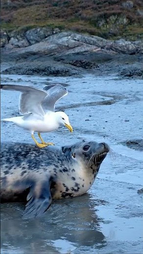 😂 Ultimate Prank: Seagull Pecks SEAL to Steal Food! #wildlife #funnyanimals #prank #seagull #seal