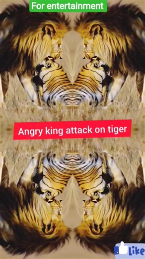 Angry lion attack on tiger /Lion vs tiger real fight video
