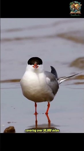 The Bird That Flies Around the World: Arctic Tern's Epic Journey! 🌍✈️