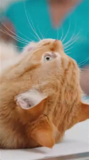 Spinning Panic Cat #funnycat #catdrama