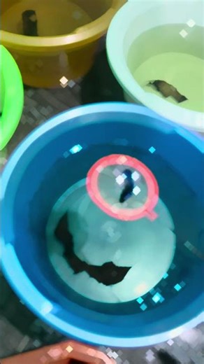 நா betta breed பன்ன போறேன் day 2✨ #fish #aquarium #fishtank #aquariumfish #nature