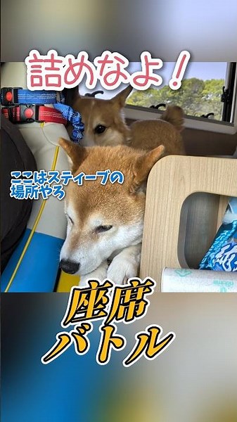 Hakata Trip👇 Highlights #ShibaInuSteve