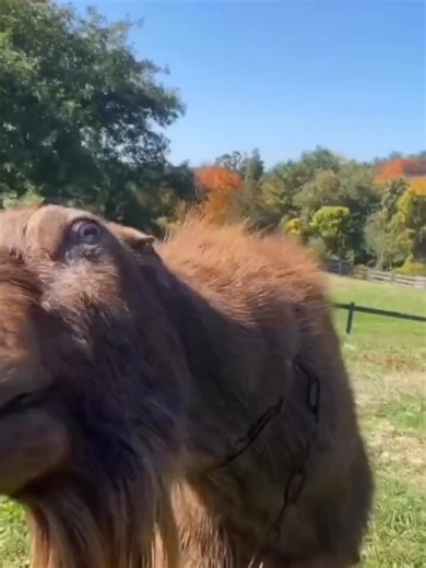 Funny Goats #goat #funny #cuteanimals #fyp #music #metal