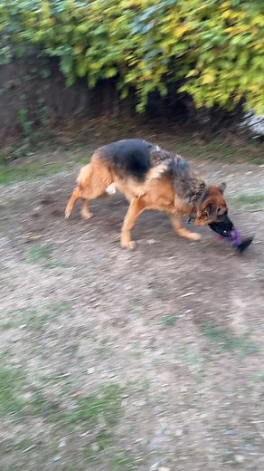 Vicious attack in broad daylight. Toy didn’t squeak for long. 😈 #GermanShepherdChronicles #SqueakyAssassin #ToyDestroyer | Teri Hukkanen