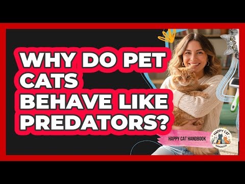 Why do pet cats behave like predators?
