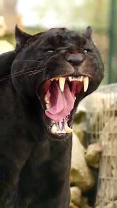 Look at Neron's teeth! 😻😱 #jaguar #teeth #bigcats | The Big Cat Sanctuary