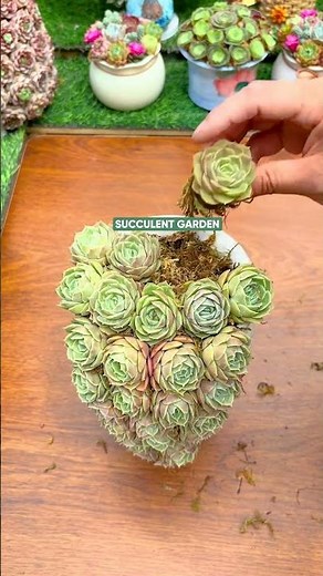 How to Make a Stunning Succulent Arrangement ✨🪴