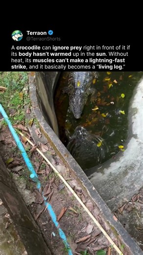 The Sun Makes This Crocodile Come Alive