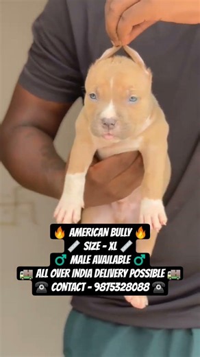 American bully xl size puppy available #americanbully #xlbullypuppy #ambully #bullybreed #theabkc