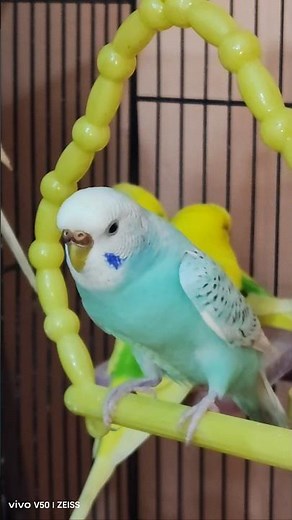 Beautiful Spangle Budgie Female Chirping, Singing & Talking ASMR #budgiesounds #lovebirdsounds