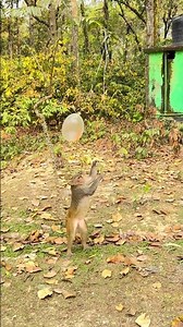 Monkey’s Jumping Food Challenge 🎈🐒......#foryou #animals #UnitedStates #funnyreels #funny