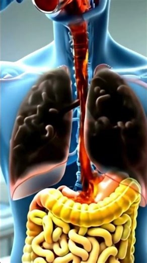 Food Breakdown Pathway | Human Health Anatomy #digestiveprocess