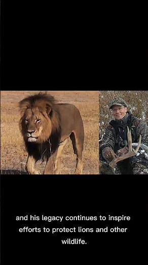 The sad story of Most Famous Lion in the history #cecilion 🦁🦁🦁