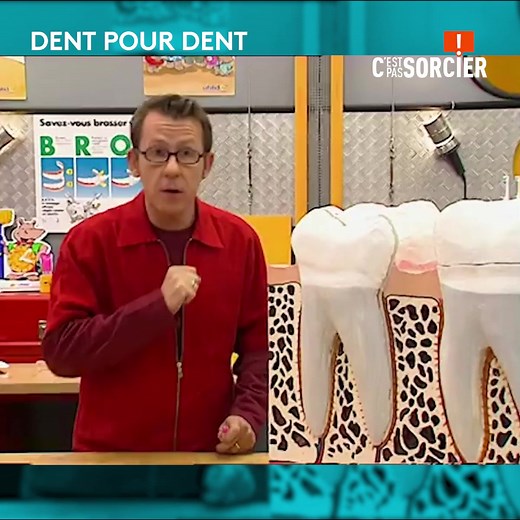 A quel âge, selon vous, apparaissent les dents chez les humains ? Réponse ci-dessous avec Jamy Gourmaud ! | C'est pas sorcier