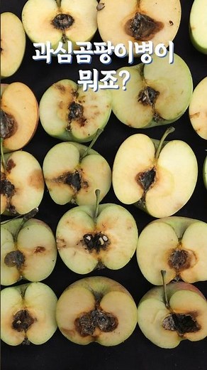 #사과나무 약치는 시기 #과심곰팡이병