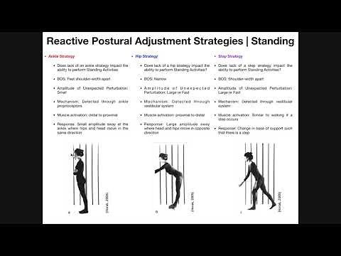 Reactive Postural Adjustments | Strategies For Maintaining Balance