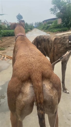 736K views · 5.6K reactions | This incredible muscle definition is the result of peak physical fitness,  highlighting the true athletic prowess of the breed. ✨ #Greyhound #CanineAthlete #SpeedDog #DogFitness #Power #AthleticDogs #DogLovers #Sighthound | Pro Hounds World | Facebook