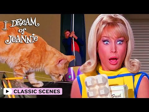 Jeannie Saves Tony From A Cat? | I Dream Of Jeannie