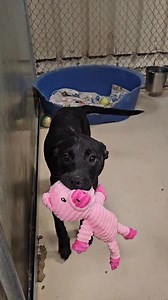 1.5M views · 65K reactions | Heather is just the sweetest thing! Adopt her and you could come home to this every day | Humane Society of Searcy | Facebook