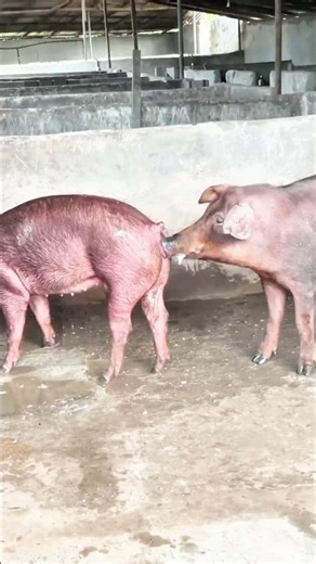 Crazy Pig Farm Moments 😱 | Real Village Life Farming 🐷🔥#PigFarm #FarmLife