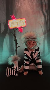 It’s Showtime! 👻 You can call me Mr. Juice! 😹💚🪲🧃 #beetlejuice #timburton #movie #ghost #showtime #catsofinstagram #halloween #tigerjojo #nodrama #spooky #reels | Tiger JoJo