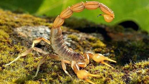 Scorpion