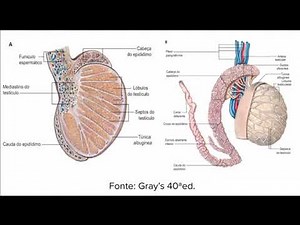 AMC 1/2020 - 16 - ANATOMIA APLICADA À TORÇÃO TESTICULAR