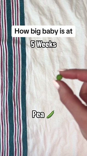 How big is baby during pregnancy? Sizes vary based on the fruit/veggies, this is just a fun visualization 🤱🤰 From a labour & delivery nurse! The fetus grows so quickly it is amazing 🍼 IB: @SparklyScrubs | Amber BSN, RN #pregnant #pregnancy #baby #newborn #babiesoftiktok #labouranddeliverynurse #nurse #newmom #momtobe #postpartum #birth #chikdbirth #babymom #momma #babysizes #firsttrimester #secondtrimester #thirdtrimester #pregnancyjourney #pregnancygrowth #bumpdate #bump