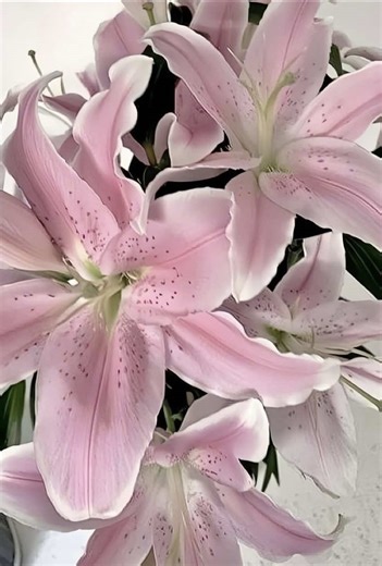 All the castles look so magical ❤️ #disney #castles #fyp @Disney @Disney Studios @Disney Parks @Disney UK @Disneyland Paris ✨