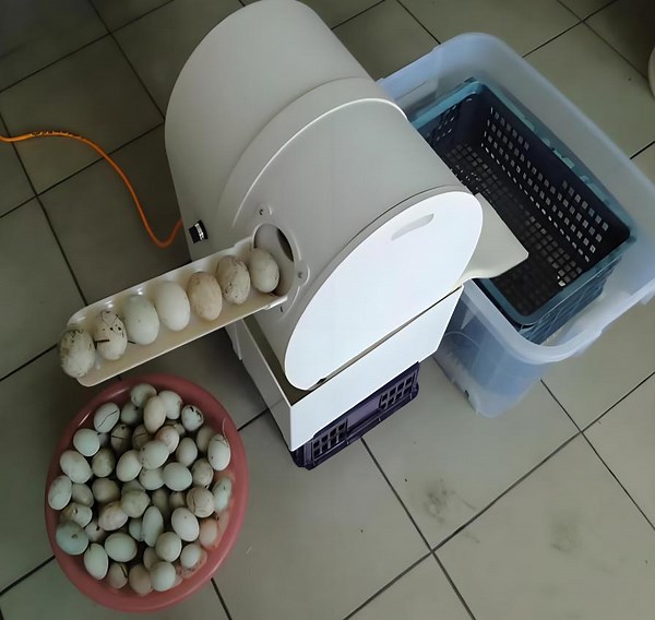 Watch Fully automatic egg washers egg washing machine drum egg was on Amazon Live