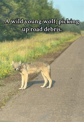 I guess I have low honor. #reddead #wolf #fyp