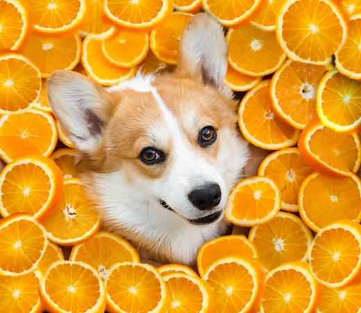Health benefits: Can dogs eat oranges? Yes, but ...